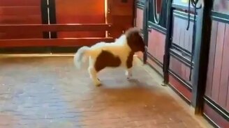 Очень маленькая лошадка - смотреть видео (0:30)