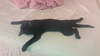 Вот так кот уснул! - смотреть видео (0:59)