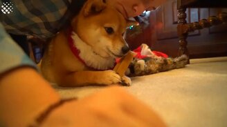 Приколы с собакой сиба-ину - смотреть видео (3:08)