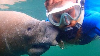 Ламантин и мужская борода - смотреть видео (0:40)