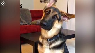 Смущённые собачки - смотреть видео (1:50)