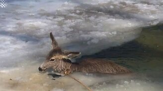 Спасение оленёнка из ледяной реки - смотреть видео (2:57)