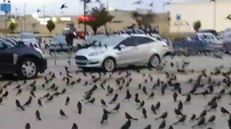 Вороны собрались на вече - смотреть видео (3:03)