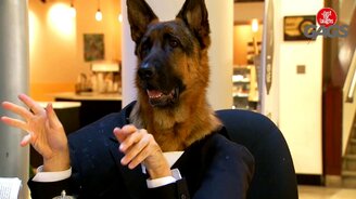 Овчарка за информационной стойкой - смотреть видео (1:32)