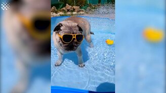 Приколы с мопсами - смотреть видео (3:12)