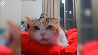 17 минут яркого и прикольного видео - смотреть видео (17:35)