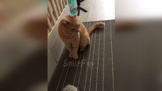 Свежие приколы с котами и кошками - смотреть видео (11:04)