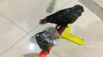 Сушим феном попугаев - смотреть видео (0:41)