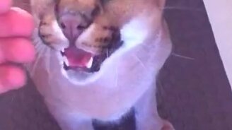 Не зли дикую кошку! - смотреть видео (0:42)