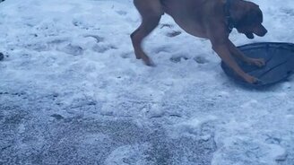 Пёс катается на ледянке - смотреть видео (0:29)