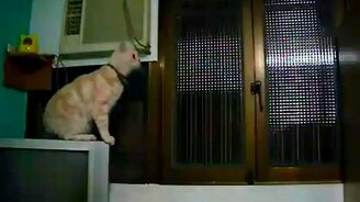 Ну же, ну же!.. - смотреть видео (0:07)