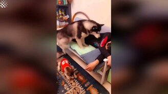 Эгоистичная хаски - смотреть видео (0:43)