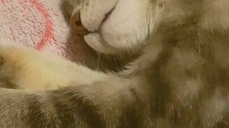 Когда спишь голодным - смотреть видео (0:15)