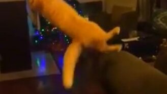 Отличный прыжок кота-эквилибриста - смотреть видео (0:07)