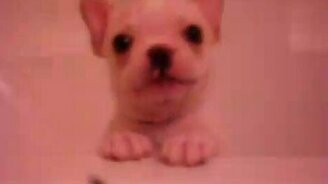 Щенок в ванной - смотреть видео (1:10)