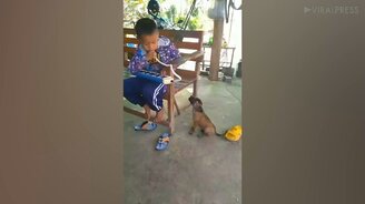 Мальчик играет, щенок подпевает - смотреть видео (1:01)