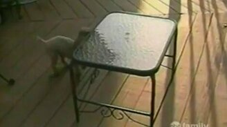 Смешная домашняя подборка 48 - смотреть видео (10:03)