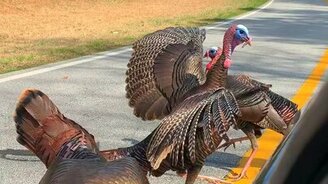 Дикие индюки атакуют - смотреть видео (0:43)