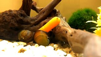 Как улитка ест морковку - смотреть видео (1:05)