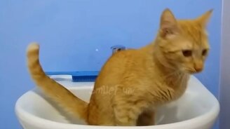 Вездесущие прикольные кошки - смотреть видео (10:35)