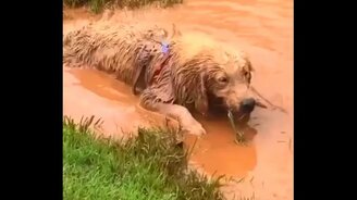 В восторге от грязи - смотреть видео (0:52)