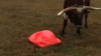 Бык играет с мячом - смотреть видео (1:10)