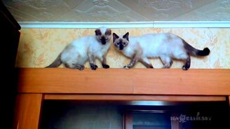 Коты разошлись - смотреть видео (0:48)