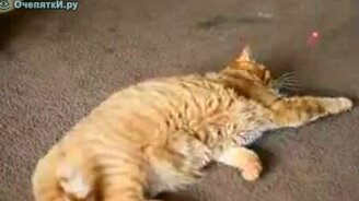 Дочего коты обленились! - смотреть видео (1:14)