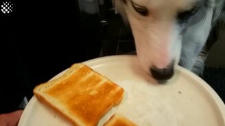 Сообразительная псина - смотреть видео (3:52)