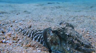 Каракатица маскируется - смотреть видео (1:05)