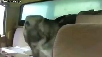 Искренняя собачья радость - смотреть видео (1:05)