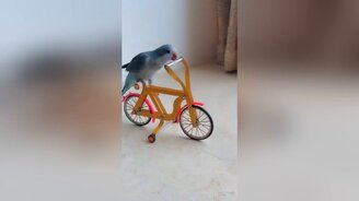 Попугайчик-циркач - смотреть видео (0:32)