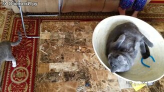 Кошки совершают смешные поступки - смотреть видео (10:08)