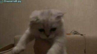 Котёнок-футболист - смотреть видео (1:14)