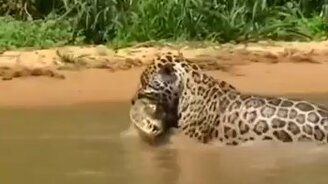 Подводная охота ягуара - смотреть видео (0:23)