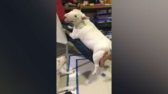 Надёжная прокачка ног - смотреть видео (0:26)