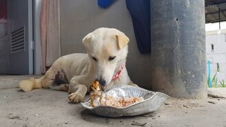 Собака делит обед с цыплёнком - смотреть видео (1:44)