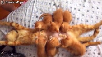 Смешные коты и котики - смотреть видео (9:40)