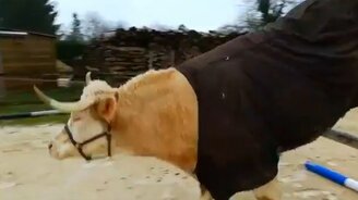 При конюшне рождён  - значит конь - смотреть видео (1:18)