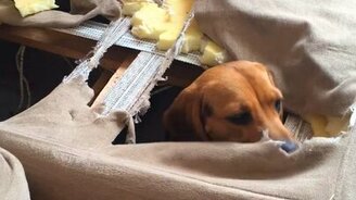 Пёс устроил себе гнёздышко - смотреть видео (0:36)