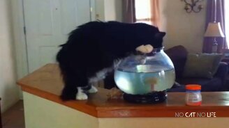 Кошачьи курьёзы и приколы - смотреть видео (10:39)