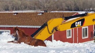 Спасение лошади экскаватором - смотреть видео (2:26)