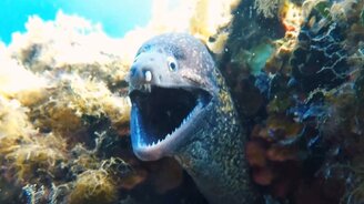 Лицом к лицу с муреной - смотреть видео (0:19)