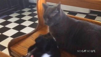 Сборник со смешными котами - смотреть видео (10:07)