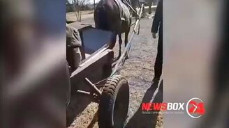 Вызвал такси - приехала лошадь - смотреть видео (1:00)