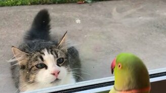 Попугай играет в прятки с котом - смотреть видео (0:23)
