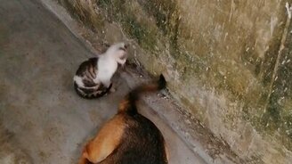 Котёнок и собачий хвост - смотреть видео (0:26)