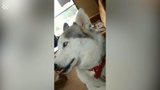 Хаски разговаривают с нами - смотреть видео (3:08)