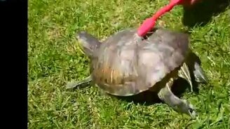 Танец черепашки - смотреть видео (0:51)