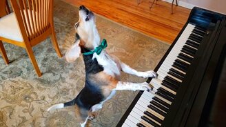 Собака поёт и играет на пианино - смотреть видео (0:52)